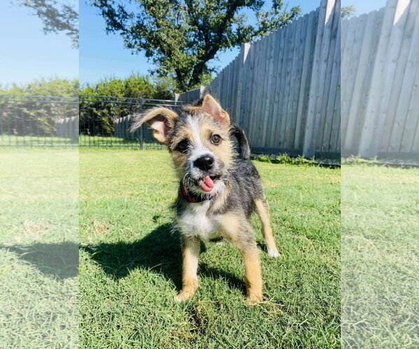 Medium Photo #2 Mutt Puppy For Sale in Dallas, TX, USA