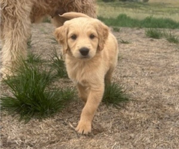 Medium Photo #1 Goldendoodle Puppy For Sale in PLATTEVILLE, CO, USA