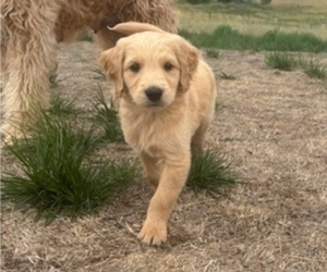 Medium Goldendoodle