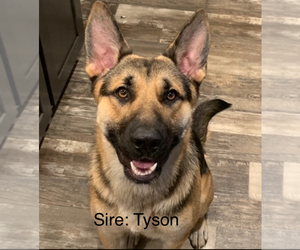 Father of the German Shepherd Dog puppies born on 04/01/2025