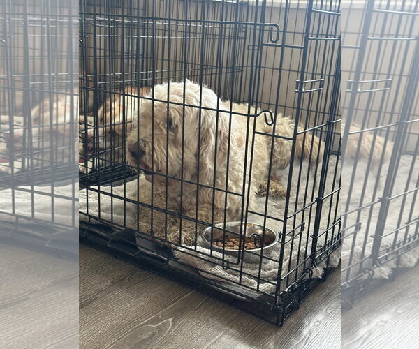 Medium Photo #6 Mutt Puppy For Sale in Sandy, UT, USA