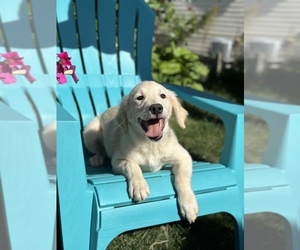 Golden Retriever Puppy for sale in SOUTH HILL, WA, USA
