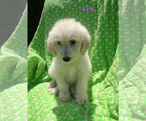 Medium Photo #6 Pyredoodle Puppy For Sale in Croydon, NH, USA