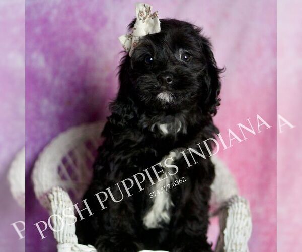Medium Photo #18 Cavapoo (Miniature) Puppy For Sale in WARSAW, IN, USA