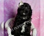 Small Photo #18 Cavapoo (Miniature) Puppy For Sale in WARSAW, IN, USA