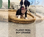 Small #1 Boxer