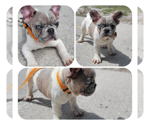 French Bulldog Puppy for sale in TAMPA, FL, USA