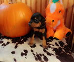 Puppy Puppy 4 Doberman Pinscher