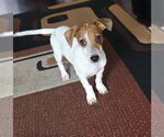 Small #5 Dachshund Mix