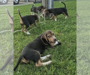 Beagle Puppy for sale in DEER CREEK, WI, USA