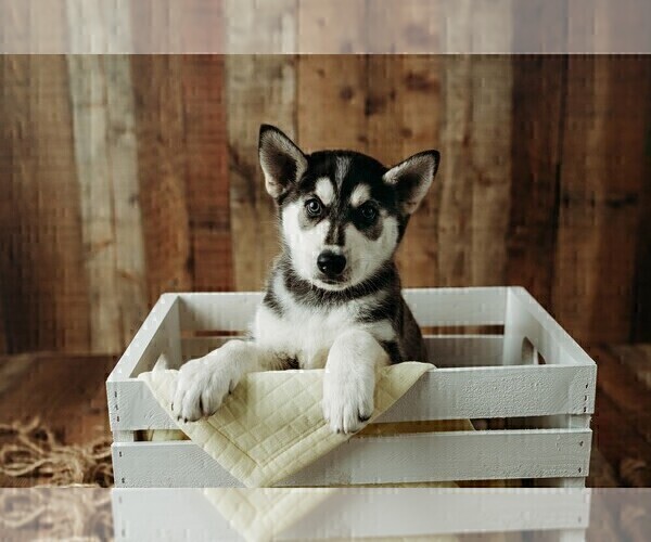 Medium Photo #1 Gerberian Shepsky Puppy For Sale in PALM BAY, FL, USA
