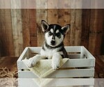 Puppy Princess Gerberian Shepsky