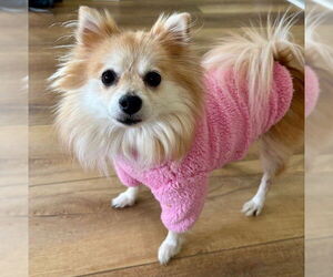 Pomeranian Dogs for adoption in Fort Wayne, IN, USA