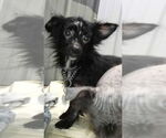 Small #3 Chihuahua Mix