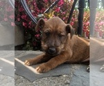 Small Photo #13 Irish Terrier Puppy For Sale in WATERLOO, NY, USA