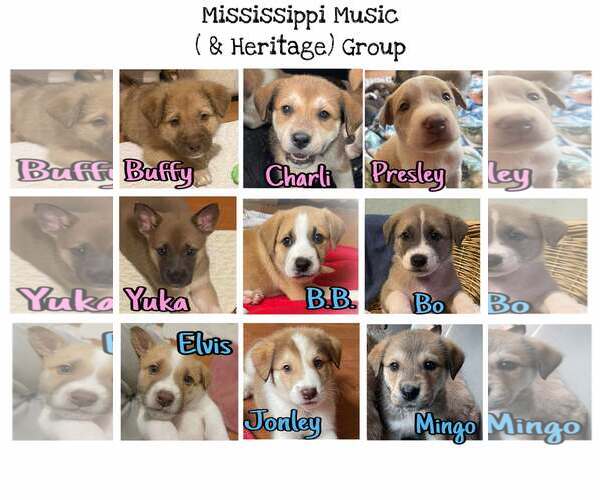 Medium Photo #7 Mutt Puppy For Sale in Westwood, NJ, USA