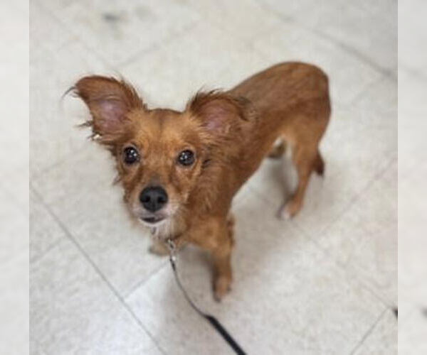 Medium Photo #6 Chihuahua Puppy For Sale in San Diego, CA, USA