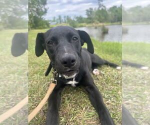 Bulldog-Labrador Retriever Mix Dogs for adoption in Tarrytown, GA, USA