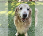 Small #1 Golden Retriever