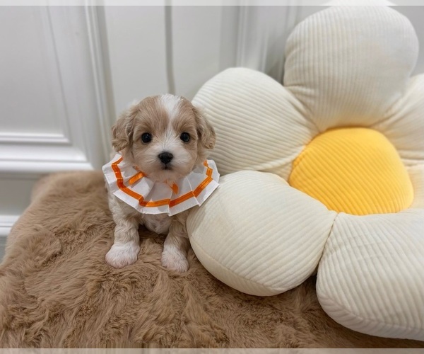 Medium Photo #1 Maltipoo Puppy For Sale in BREA, CA, USA