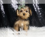 Small #1 Morkie