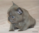 Small #4 French Bulldog