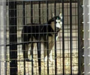 Siberian Husky-Unknown Mix Dogs for adoption in San Antonio, TX, USA
