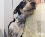Small #1 Labrador Retriever Mix