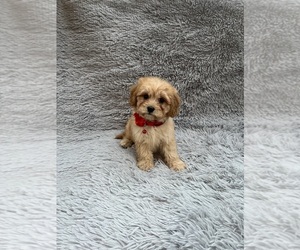 Cavapoo Puppy for sale in JEFFERSONVILLE, IN, USA