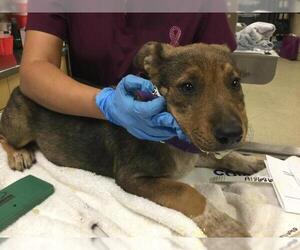 Mutt Dogs for adoption in Riverside, CA, USA