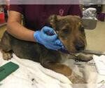 Small Mutt
