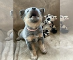 Small Photo #9 Australian Cattle Dog Puppy For Sale in MYRTLE BEACH, SC, USA
