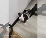 Puppy Puppy 2 Boxer