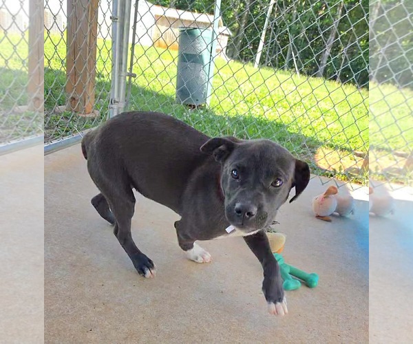 Medium Photo #3 Labrador Retriever-Unknown Mix Puppy For Sale in Rustburg, VA, USA