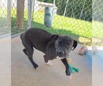 Small #2 Labrador Retriever Mix