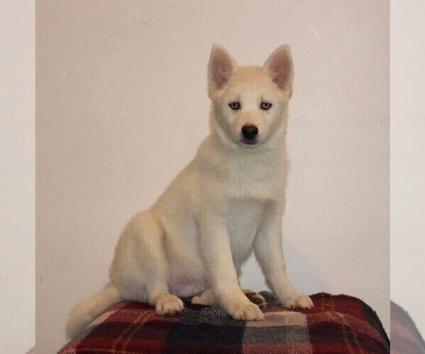 Medium Photo #1 Pomsky Puppy For Sale in GAP, PA, USA