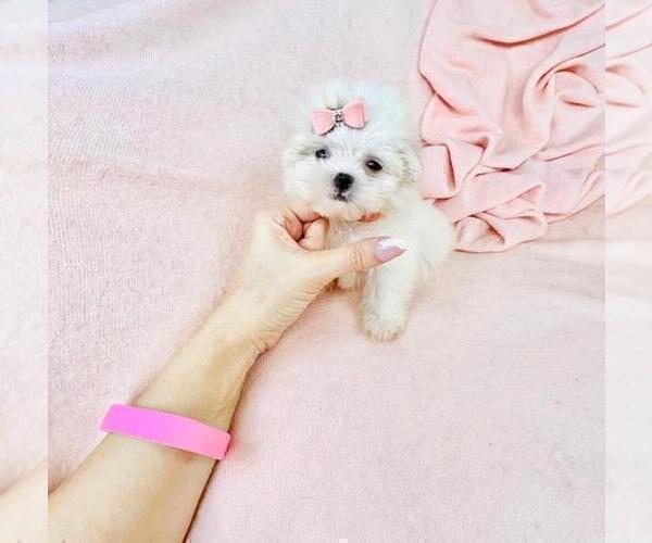 Medium Photo #4 Maltese Puppy For Sale in NAPLES, FL, USA