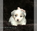 Small #4 Miniature American Shepherd-Miniature Australian Shepherd Mix