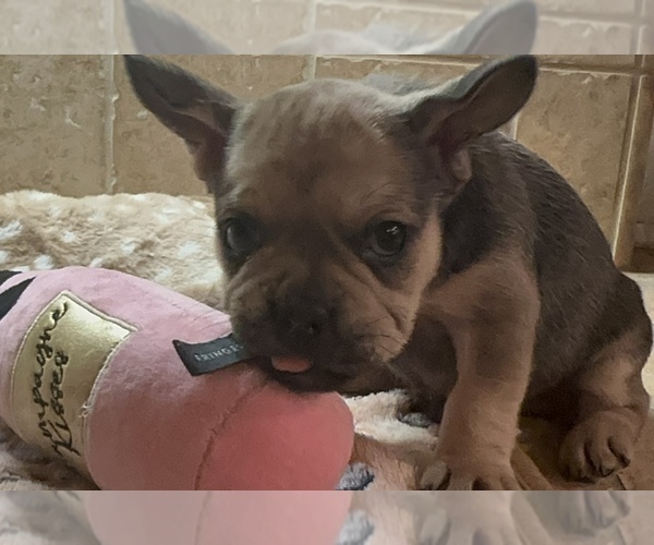 Medium Photo #37 American Bullnese-French Bulldog Mix Puppy For Sale in DISCOVERY BAY, CA, USA