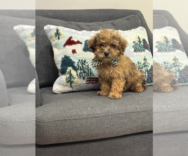 Medium Photo #6 Poodle (Miniature) Puppy For Sale in CENTRALIA, IL, USA