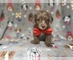 Image preview for Ad Listing. Nickname: Buster
