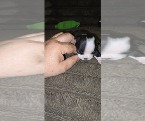 Boston Terrier Puppy for sale in MITCHELL, IN, USA