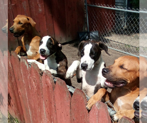 American Pit Bull Terrier Puppy for sale in HOLLAND, MI, USA