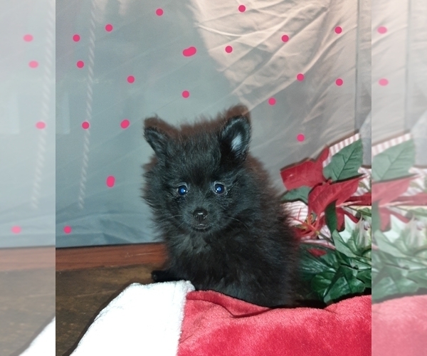 Medium Photo #3 Pomeranian Puppy For Sale in CARTHAGE, TX, USA