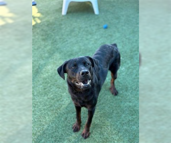 Medium Photo #4 Rottweiler Puppy For Sale in Hillsboro, NH, USA