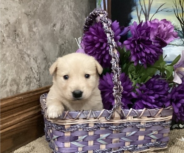 Medium Photo #1 Goberian Puppy For Sale in LOYAL, WI, USA
