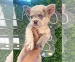 Small Photo #20 French Bulldog Puppy For Sale in ATLANTA, GA, USA