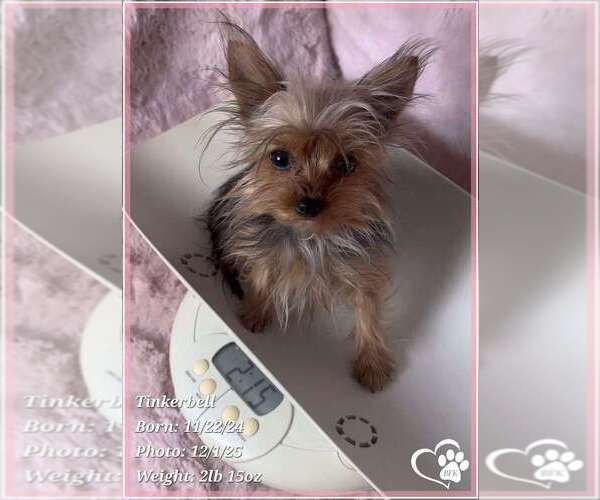 Medium Photo #1 Yorkshire Terrier Puppy For Sale in SPOKANE, WA, USA