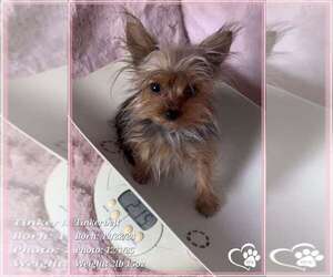 Yorkshire Terrier Puppy for sale in SPOKANE, WA, USA