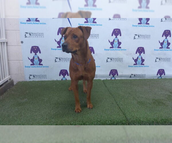 Medium Photo #1 Black Mouth Cur-Labrador Retriever Mix Puppy For Sale in Orlando, FL, USA